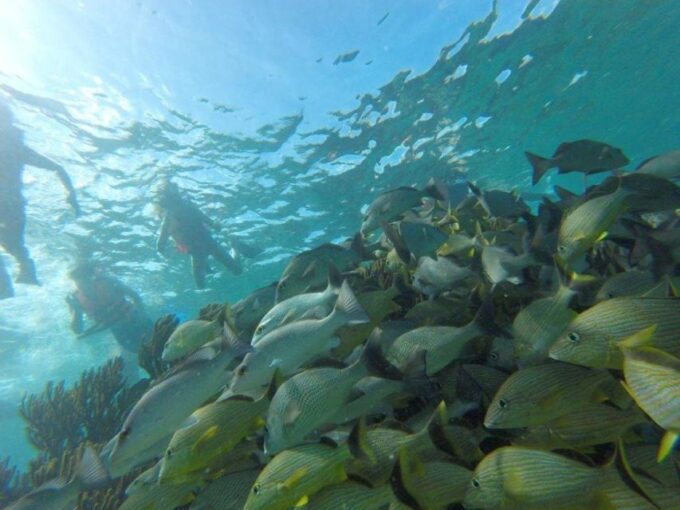 Snorkel + Cenotes Day With Transportation - Mayan Cultural Significance