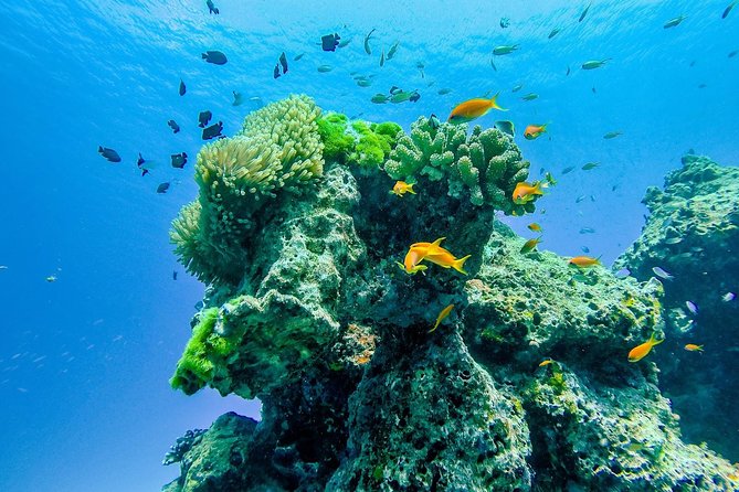 Snorkel Day Trip to Similan Islands From Khao Lak With Wow Effect - Restrictions and Considerations
