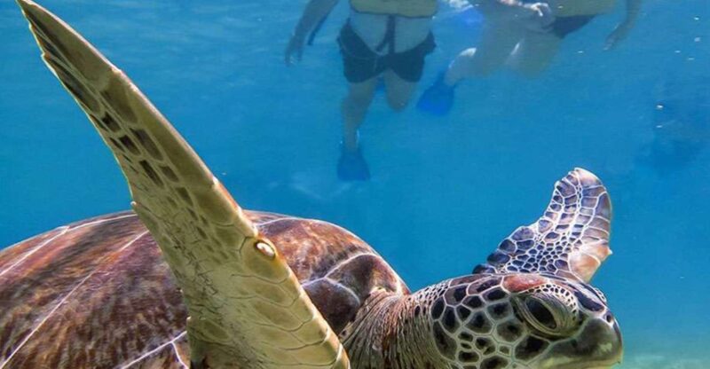 Snorkel Discovery - Turtles & Cenotes - Activity Highlights