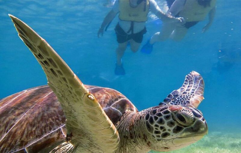 Snorkel Discovery - Turtles & Cenotes - Included in the Tour