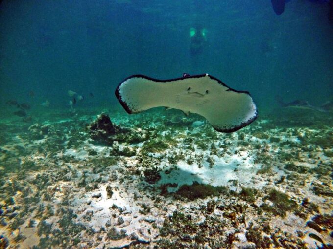 Snorkel Discovery - Turtles & Cenotes - What to Bring