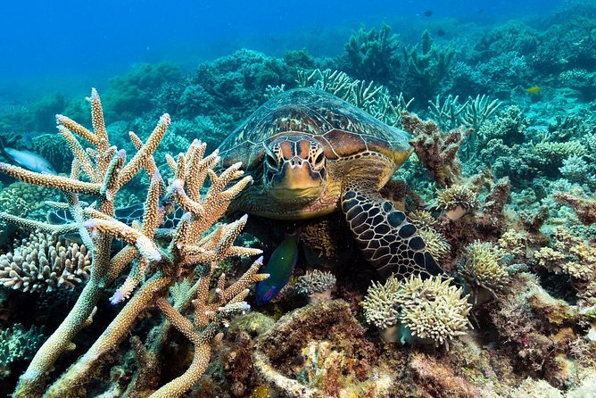 Snorkel & Dive the Reef: Sustainable, Scientific & Cultural Tour - Rental and Specialized Equipment Availability