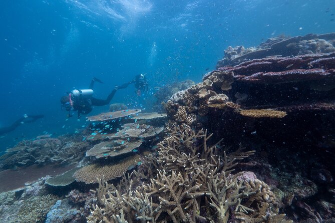 Snorkel & Dive the Reef: Sustainable, Scientific & Cultural Tour - Customer Feedback and Experiences