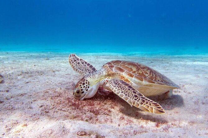 Snorkel Experience in Bonaire - A Closer Look at the Snorkel Tour