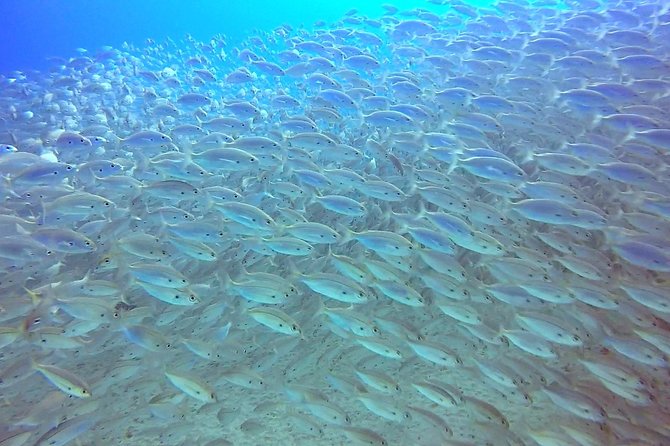 Snorkel Experience in Lanzarote - Additional Details