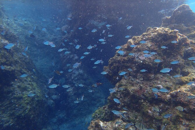 Snorkel Experience in Lanzarote - Pricing and Cancellation