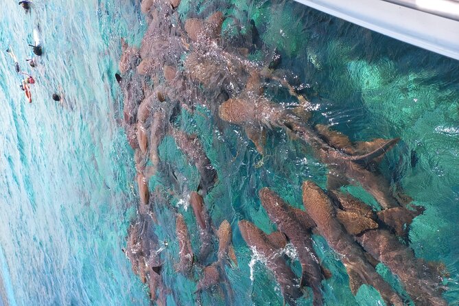 Snorkel HolChan Shark Ray Alley and Caye Caulker Manatee Spotting - Meeting and Pickup