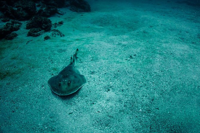 Snorkel in Marietas Island - Highlights From Traveler Reviews