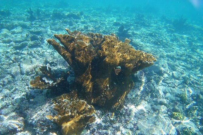 Snorkel in the Costa Maya Reef and Rest on the Beach - Positive Snorkeling and Beach Experiences