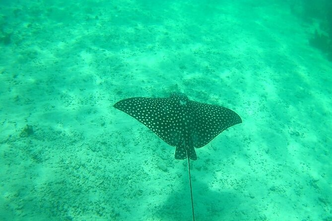 Snorkel in the Costa Maya Reef and Rest on the Beach - Frequently Asked Questions