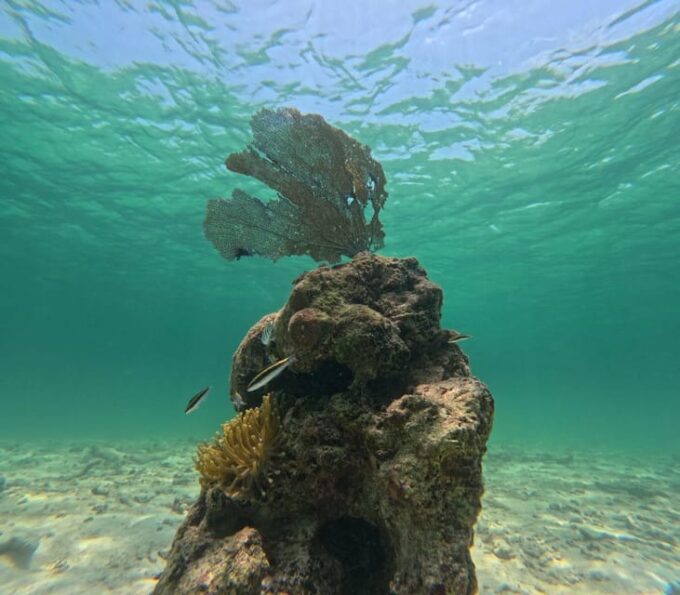 SNORKEL IN TULUM REEF, BOAT RIDE AND CALETA - Local Expert-Led Experience
