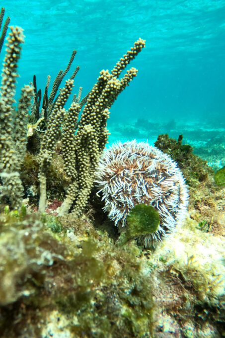 SNORKEL IN TULUM REEF, BOAT RIDE AND CALETA - Inclusions and Requirements