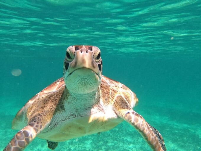 SNORKEL IN TULUM REEF, BOAT RIDE AND CALETA - Frequently Asked Questions