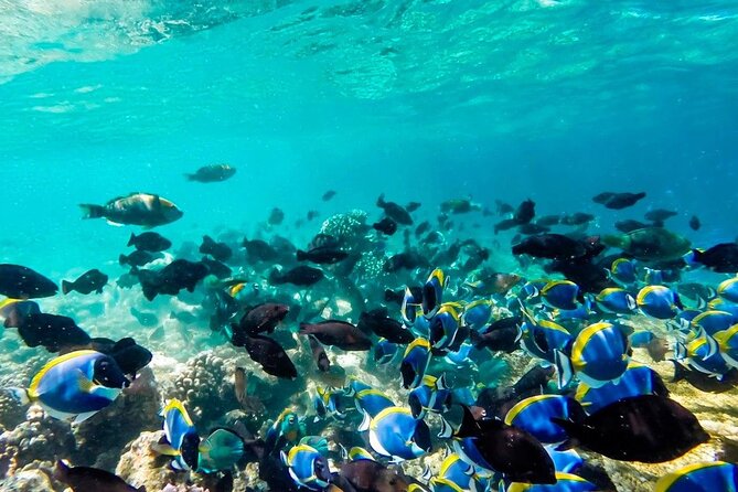 Snorkel in Yalku Reefs & Cenote + ATV + 4 Ziplines + Lunch - Booking and Cancellation