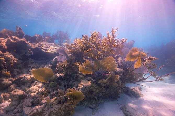 Snorkel Key Largo on Our COMBO Boat With Snorkeling Gear INCLUDED - Accessibility and Requirements