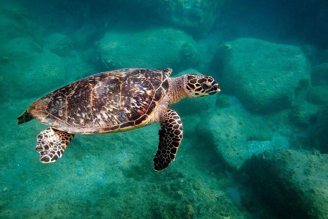 Snorkel Lunch & Lounge: Bluewater or Snorkel and Lunch: Leeward - Inclusions and Highlights