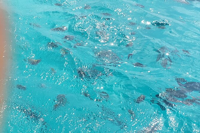 Snorkel Marathon - Guide Expertise