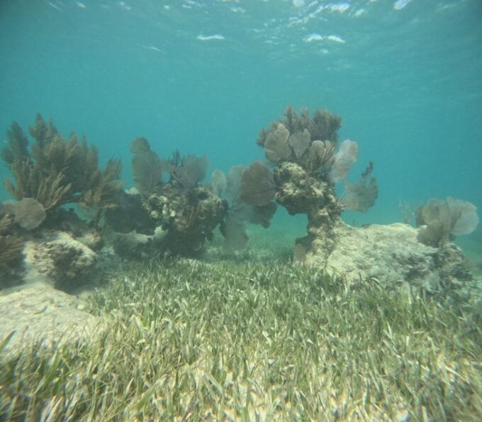 Snorkel Paradise Cancun 6 in 1 With Turtles and Transfer - Transportation and Pickup