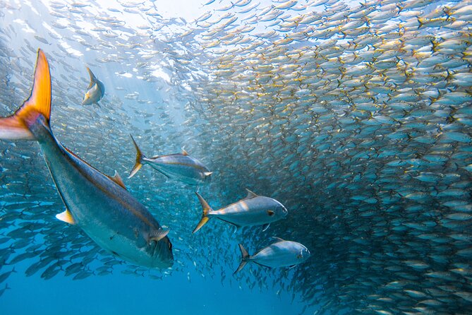 Snorkel Sail Adventure off Kaanapali Beach, Maui - Getting to the Gemini Charters Location