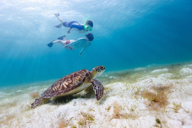 Snorkel & Swim With Turtles. Semi Private Tour to Buck Island & Honeymoon Beach - Inclusions and Amenities