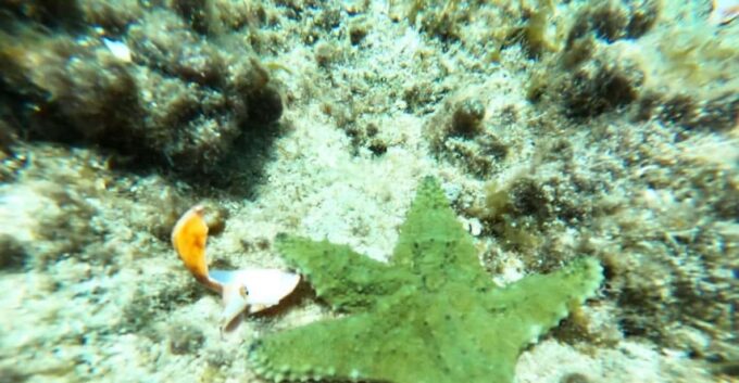 SNORKEL & TEQUILA TASTING - Booking and Cancellation Policy