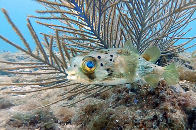 SNORKEL the BEAUTIFUL Reefs With Turtles, Angelfish, and More! - Snorkeling Equipment and Inclusions