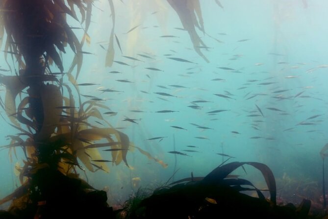 Snorkel Tour at Magic Island - Exploring the Diverse Marine Life