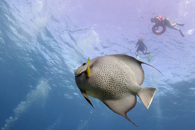 Snorkel Tour at Musa and Manchones Reef - Meeting and Pickup
