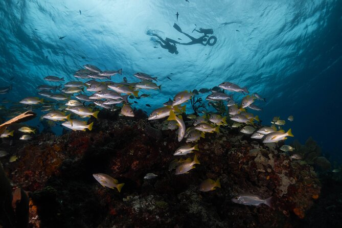 Snorkel Tour at Musa and Manchones Reef - Traveler Reviews
