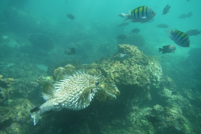 Snorkel Tour in Las Gatas Water Break - Pickup Schedule