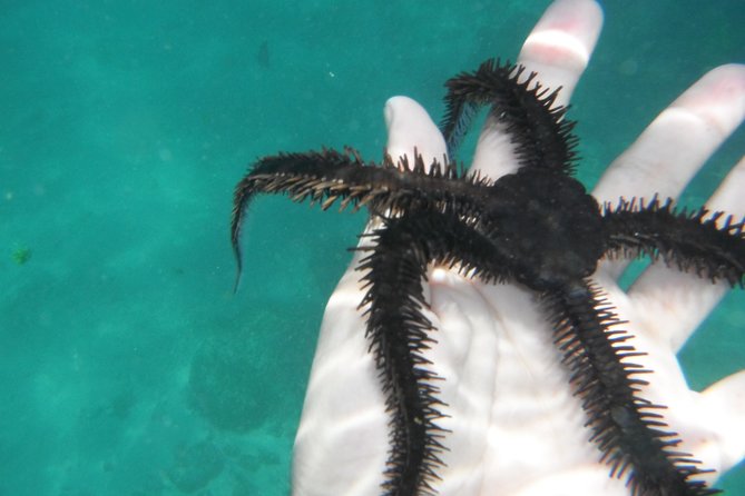 Snorkel Tour in Las Gatas Water Break - Highlights and Activities