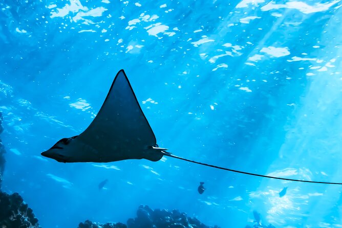 Snorkel Tour - San Jose Del Cabo - Reviews and Feedback