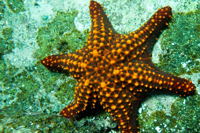 Snorkel Tour - San Jose Del Cabo - Underwater Dive Sites