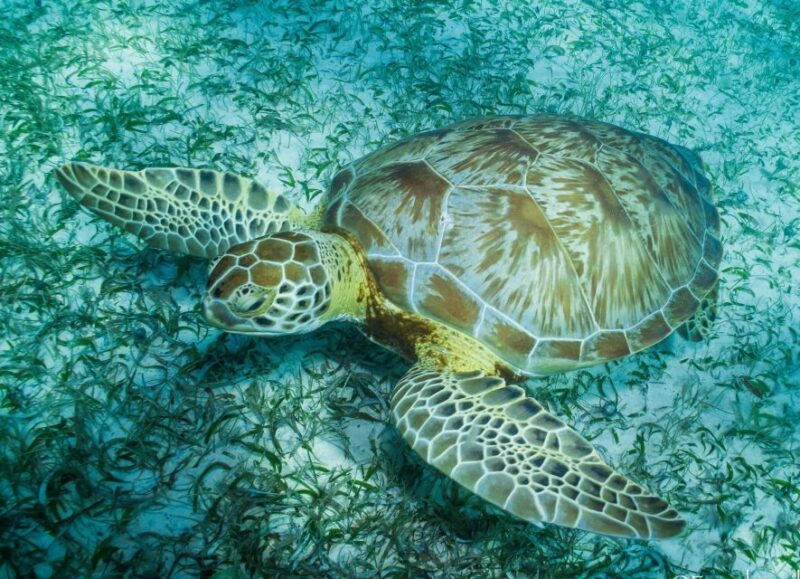 Snorkel Tour: Searching for Turtles at Mahahual Reef Lagoon - Key Points