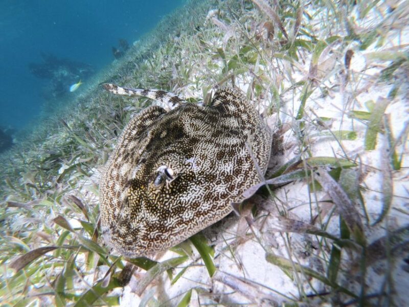 Snorkel Tour: Searching for Turtles at Mahahual Reef Lagoon - Experience and Highlights