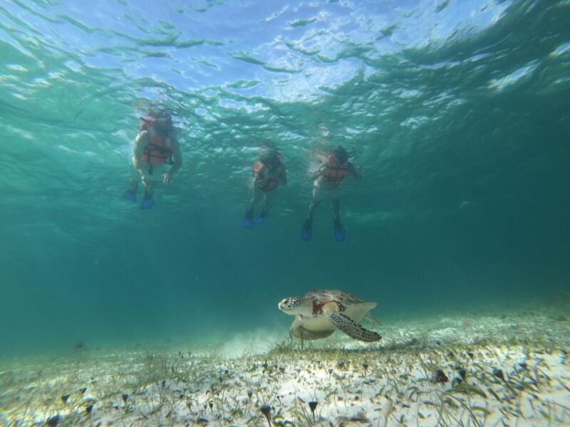 Snorkel Tour: Searching for Turtles at Mahahual Reef Lagoon - Customer Reviews and Ratings