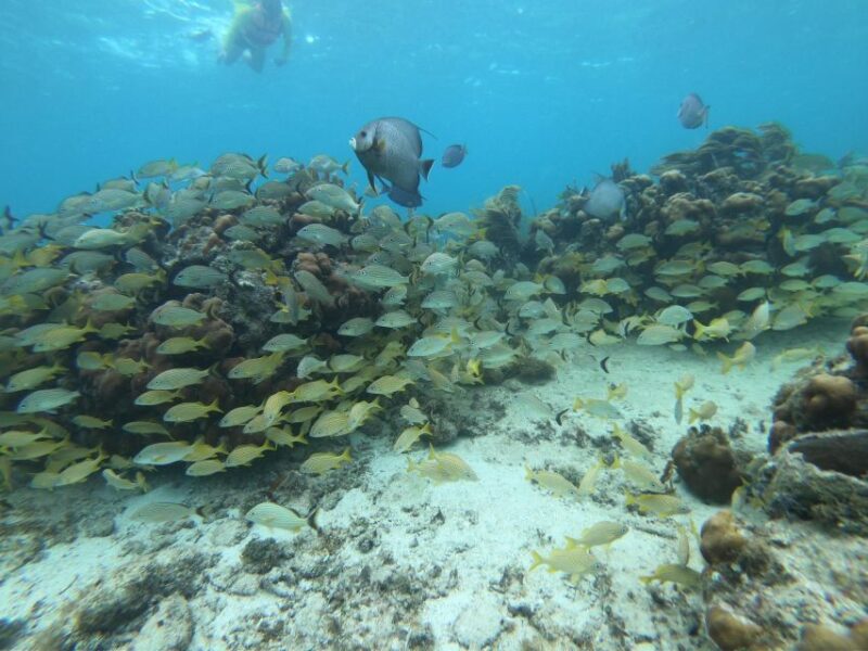 Snorkel Tour: Searching for Turtles at Mahahual Reef Lagoon - Safety and Environmental Considerations