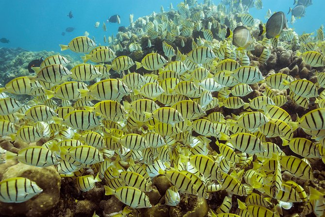 Snorkel Tour to Pelican Rock by Glass-Bottom Boat With Souvenir Photos - Dramatic Lands End Features