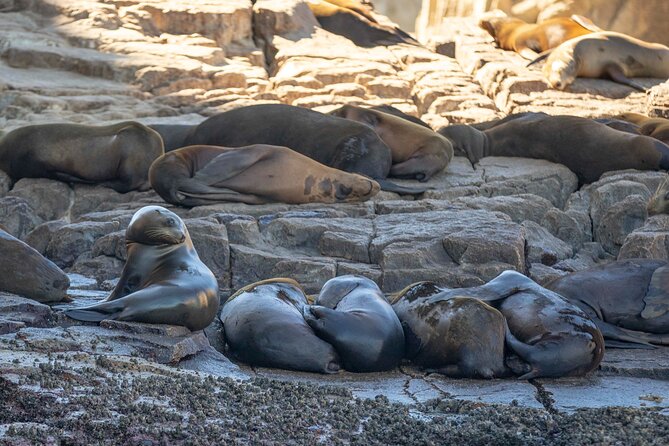 Snorkel Tour to Pelican Rock by Glass-Bottom Boat With Souvenir Photos - Diverse Marine Life Observation