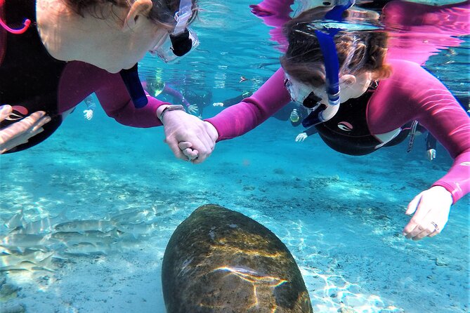 Snorkel Tour With the Manatee on Kings Bay, Crystal River - Whats Included in the Tour