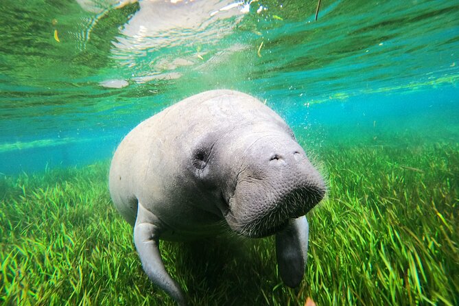Snorkel Tour With the Manatee on Kings Bay, Crystal River - Policies and Requirements
