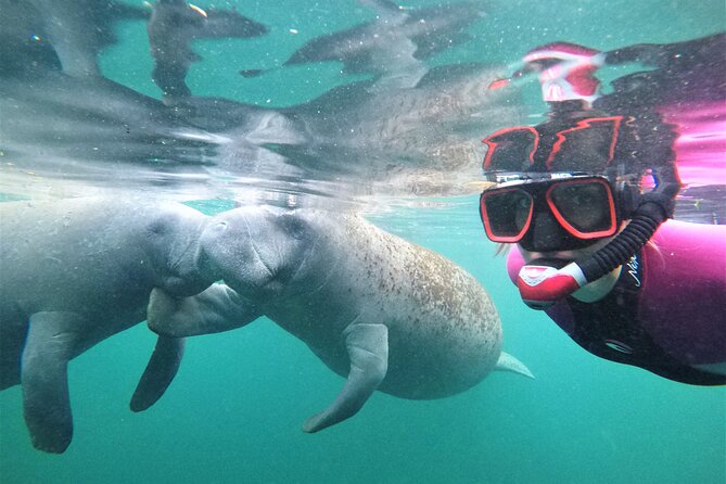 Snorkel Tour With the Manatee on Kings Bay, Crystal River - Tour Duration and Schedule