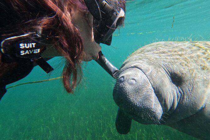 Snorkel Tour With the Manatee on Kings Bay, Crystal River - Guest Reviews and Ratings