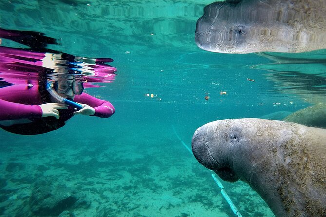 Snorkel Tour With the Manatee on Kings Bay, Crystal River - Highlights of the Experience