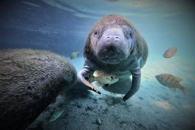 Snorkel Tour With the Manatee on Kings Bay, Crystal River - Key Information for Customers