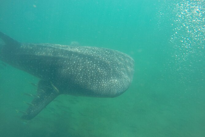 Snorkel Tour With Whale Shark in La Paz - Key Points