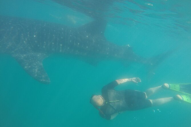 Snorkel Tour With Whale Shark in La Paz - Health and Safety Guidelines