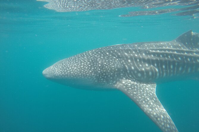 Snorkel Tour With Whale Shark in La Paz - Customer Experiences