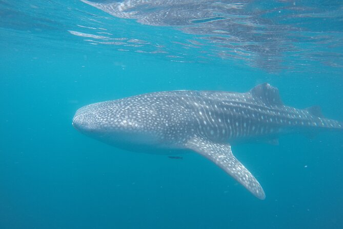 Snorkel Tour With Whale Shark in La Paz - Confirmation and Booking