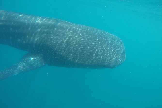 Snorkel Tour With Whale Shark in La Paz - Marine Life Opportunities